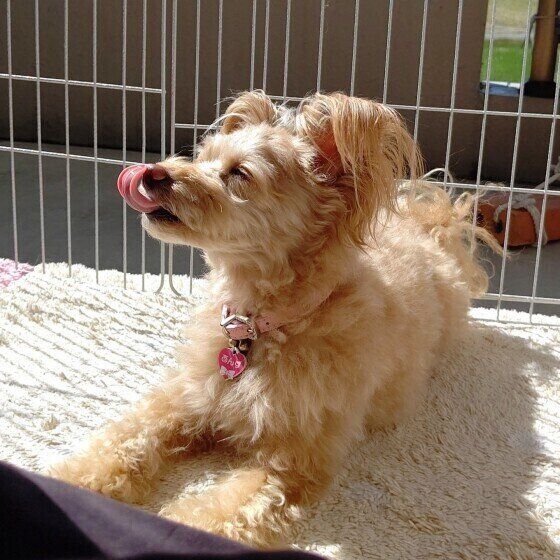 室内犬のケージ飼いのコツ 留守番のときは 入らないときは お悩みqa いぬのきもちweb Magazine